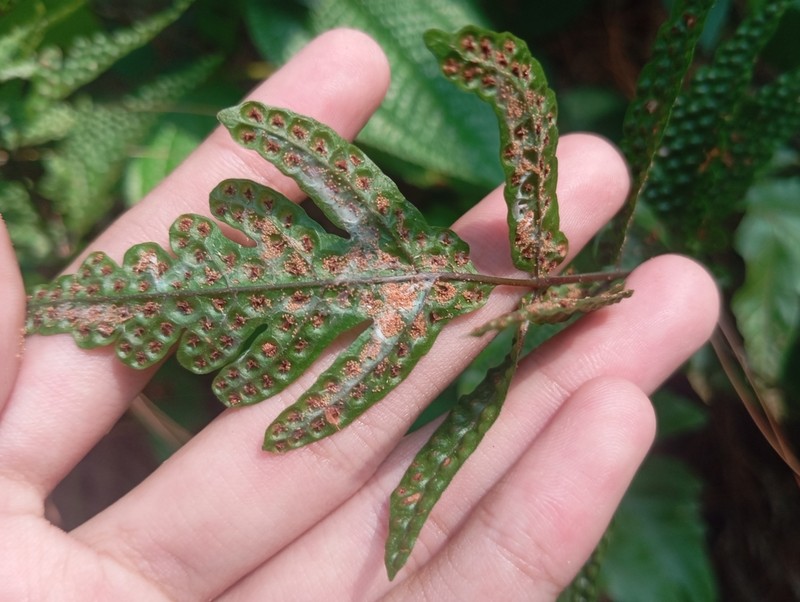 Tectaria brachiata photo 5