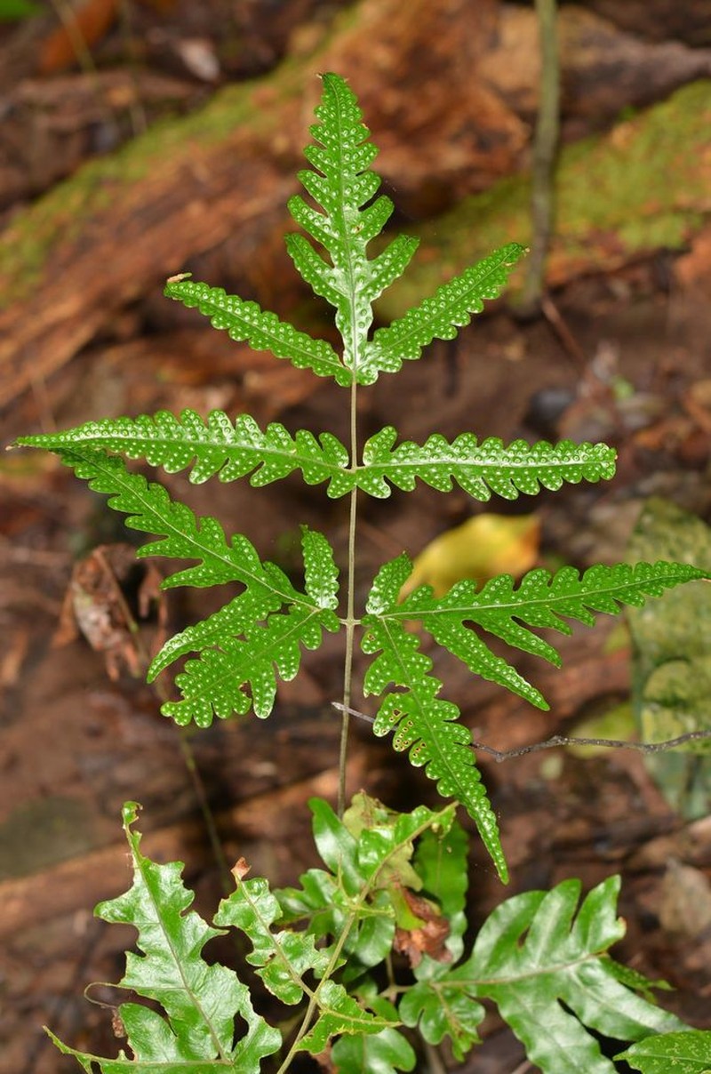 Tectaria brachiata photo 6