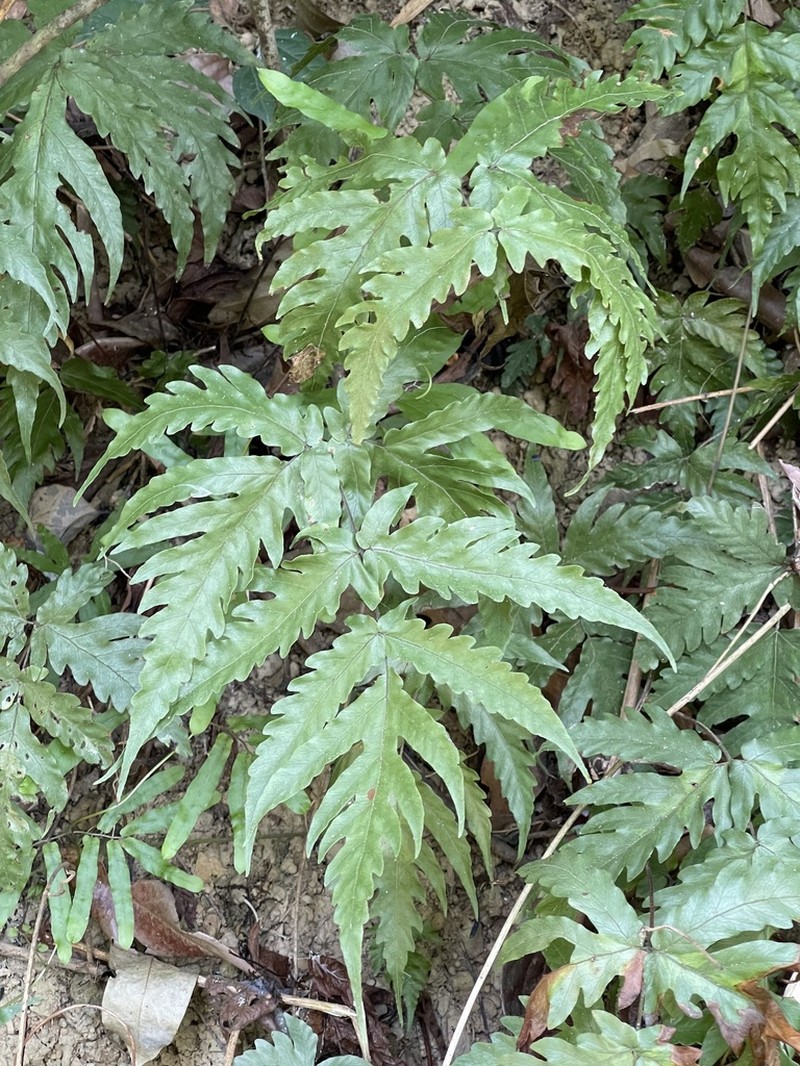 Tectaria brachiata photo 7