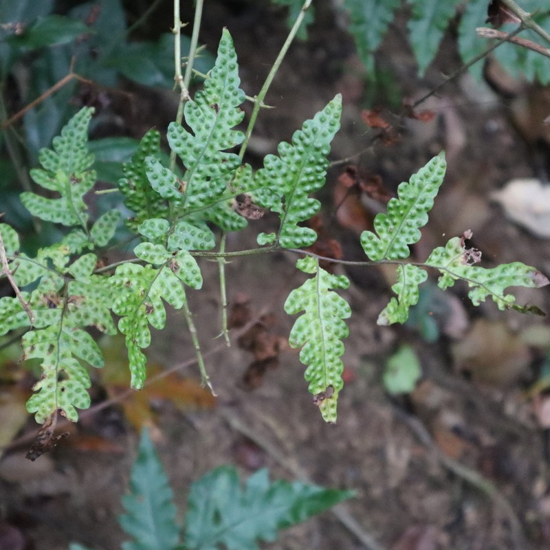 Tectaria brachiata photo 8