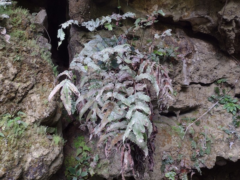 Tectaria brevilobata