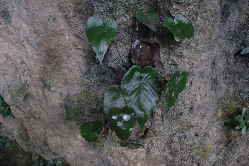 Tectaria brooksii