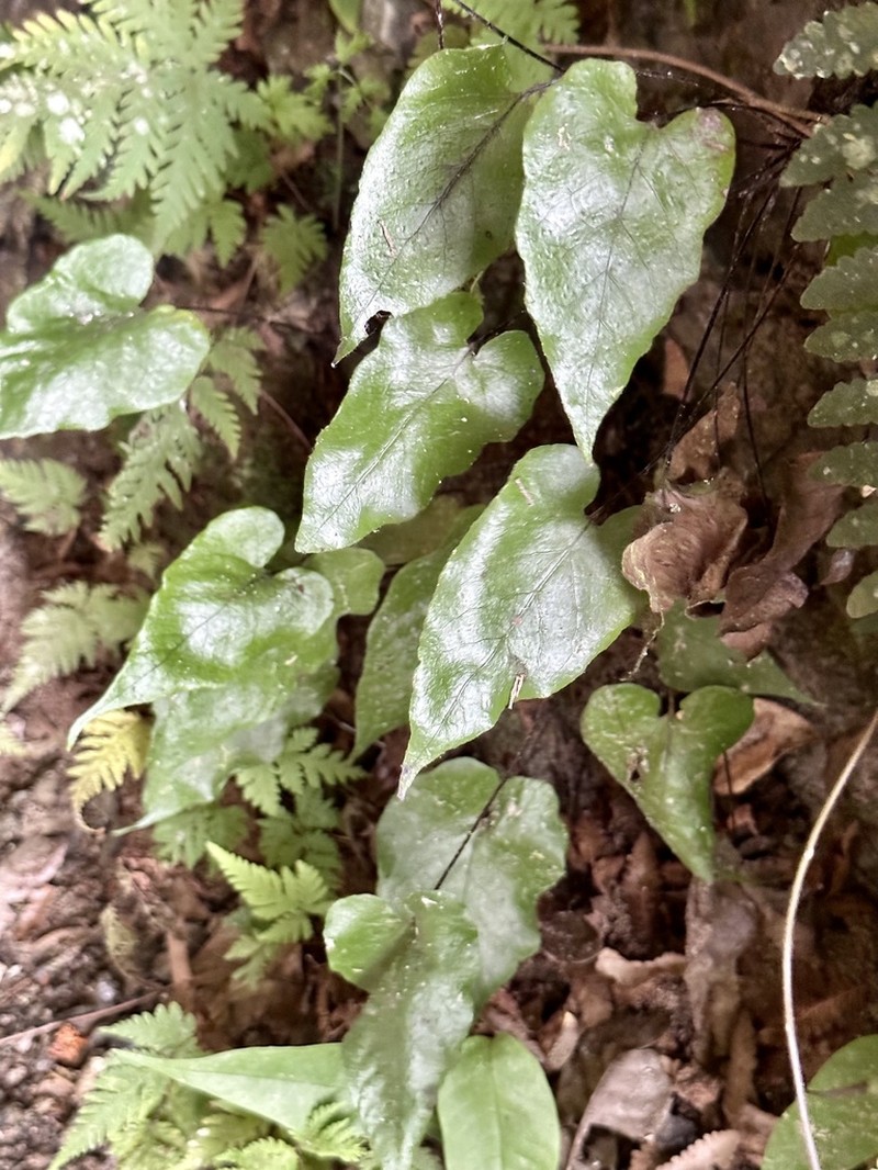 Tectaria brooksii photo 2