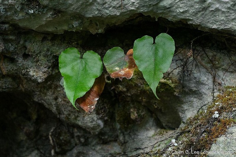 Tectaria brooksii photo 3