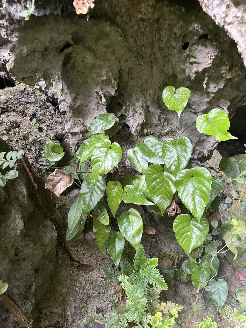Tectaria brooksii photo 4