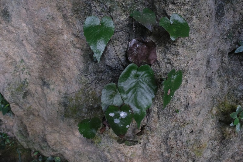 Tectaria brooksii photo 6