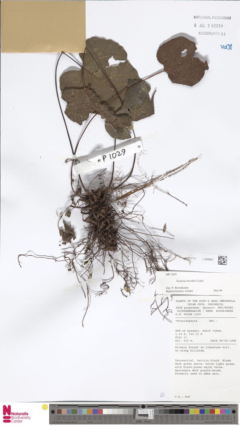 Tectaria brooksii photo 8