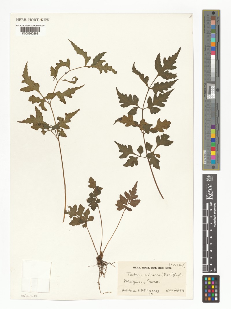 Tectaria calcarea