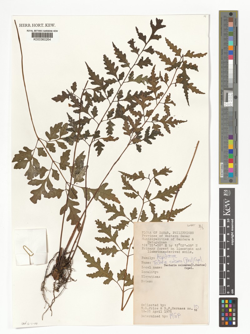 Tectaria calcarea photo 2