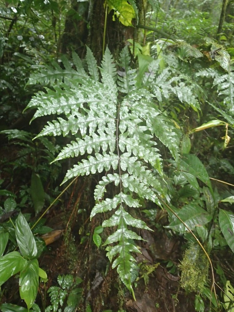 Tectaria camerooniana