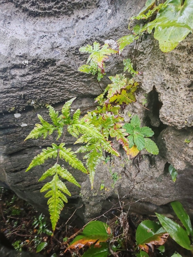 Tectaria cherasica