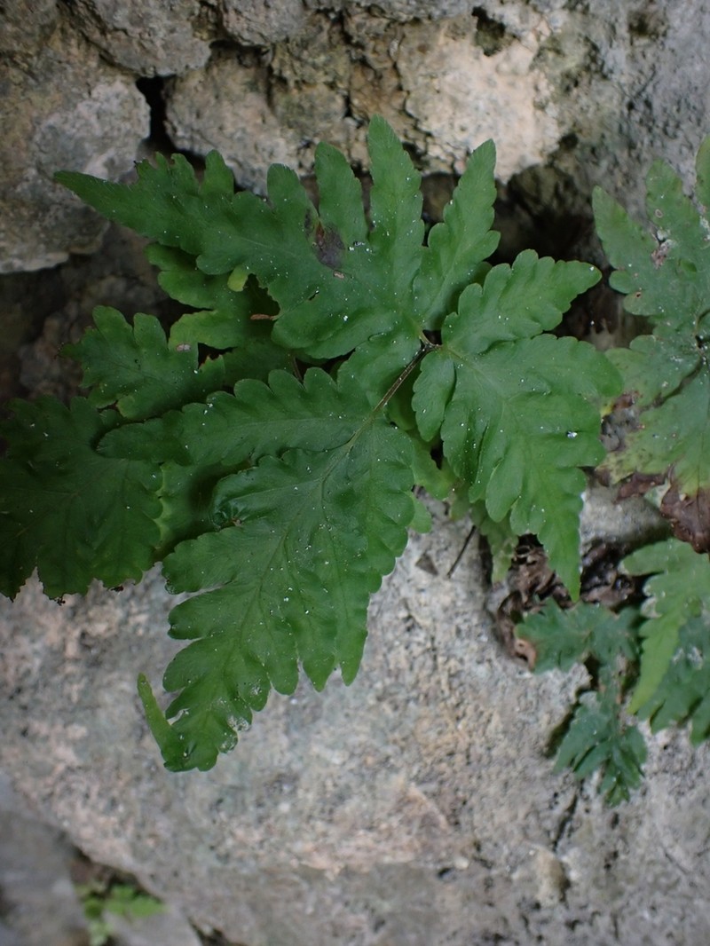Tectaria cherasica photo 2