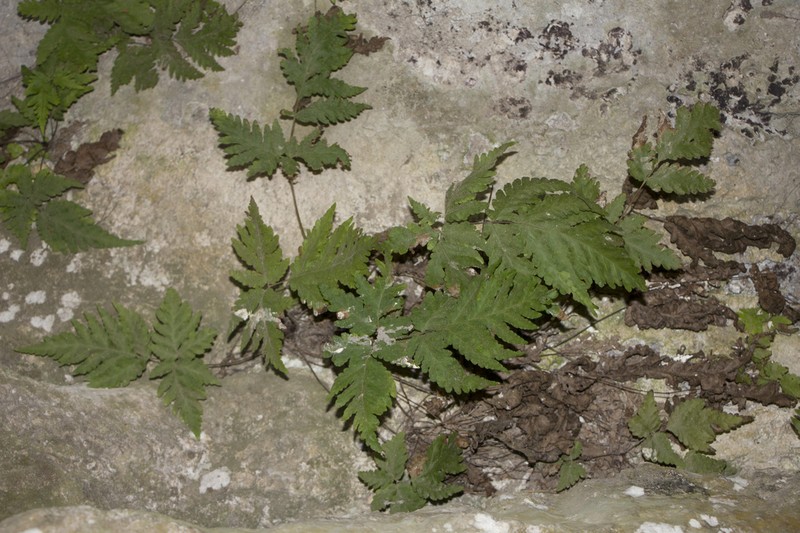 Tectaria cherasica photo 3