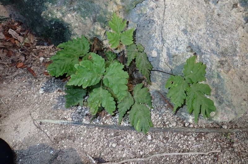 Tectaria cherasica photo 4