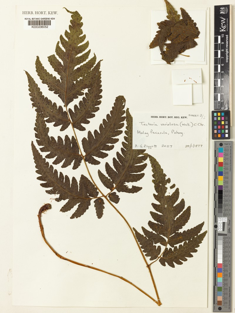 Tectaria cherasica photo 6