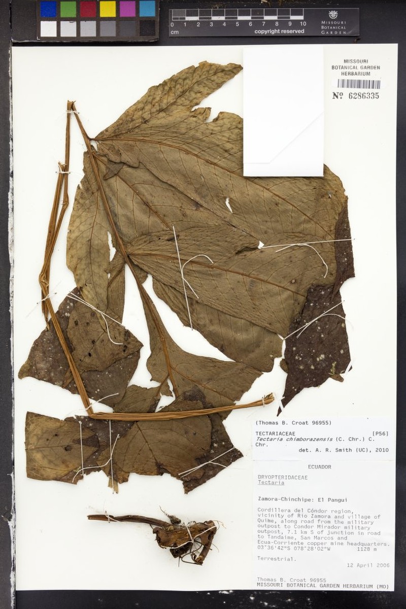 Tectaria chimborazensis
