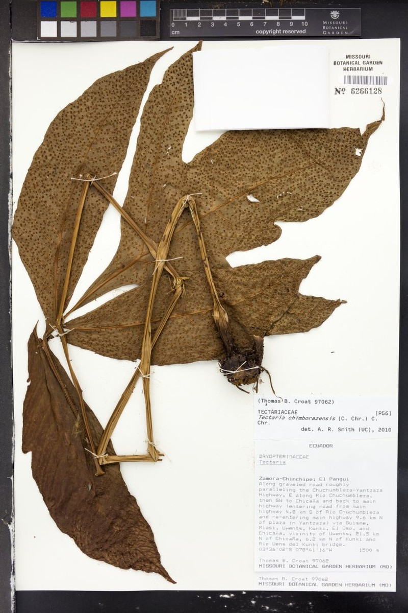 Tectaria chimborazensis photo 2
