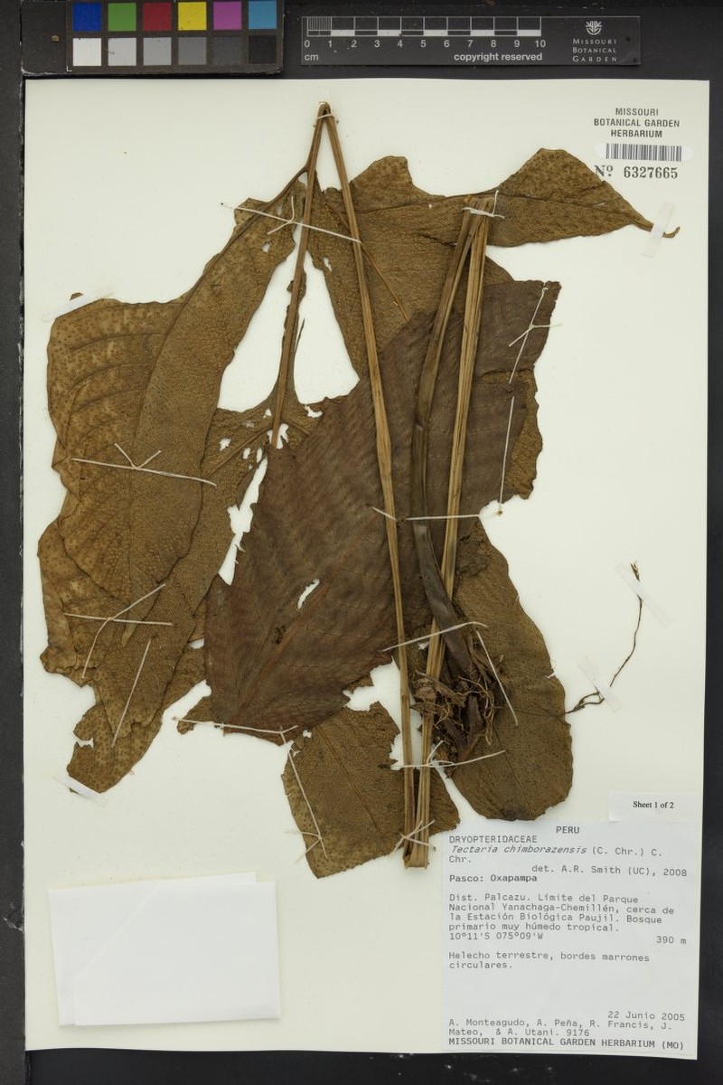 Tectaria chimborazensis photo 3