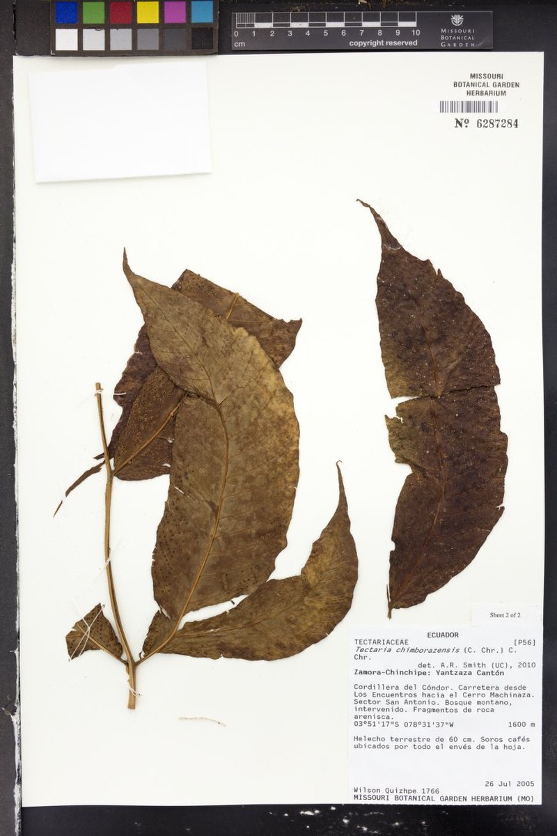 Tectaria chimborazensis photo 4