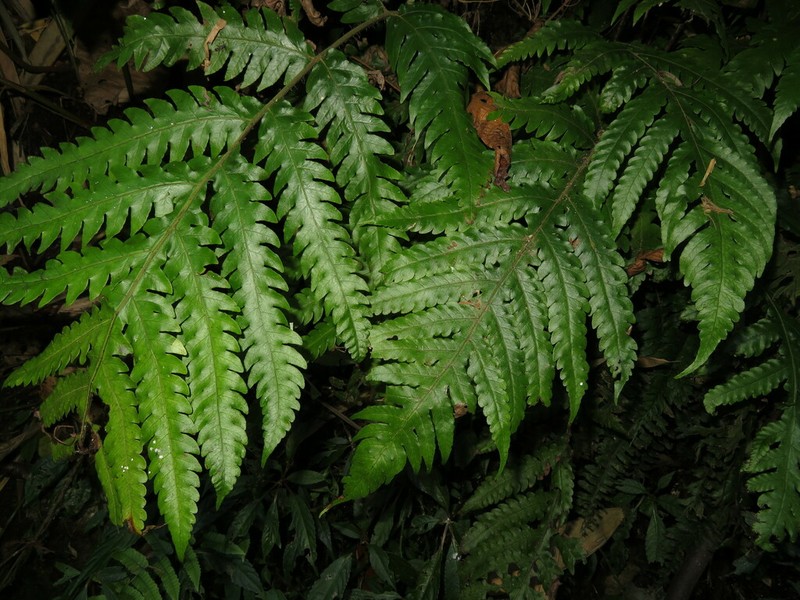 Tectaria chinensis