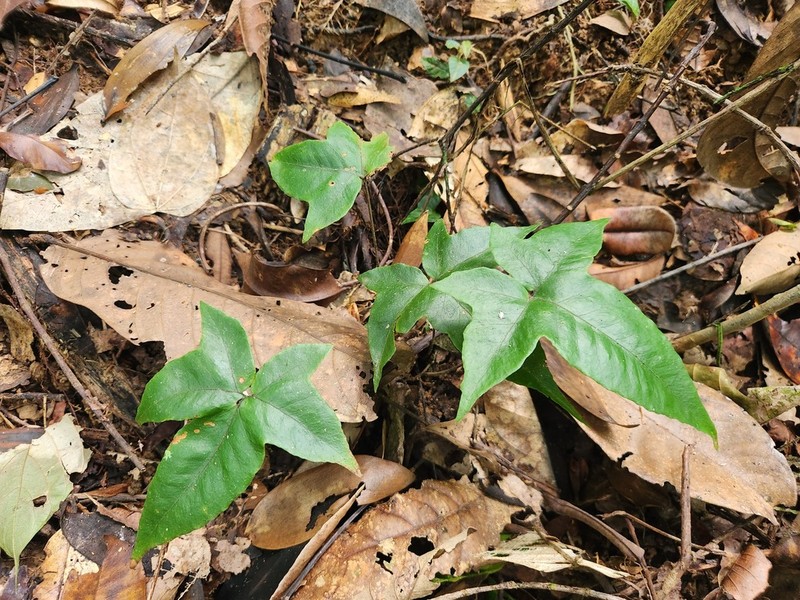 Tectaria christovalensis