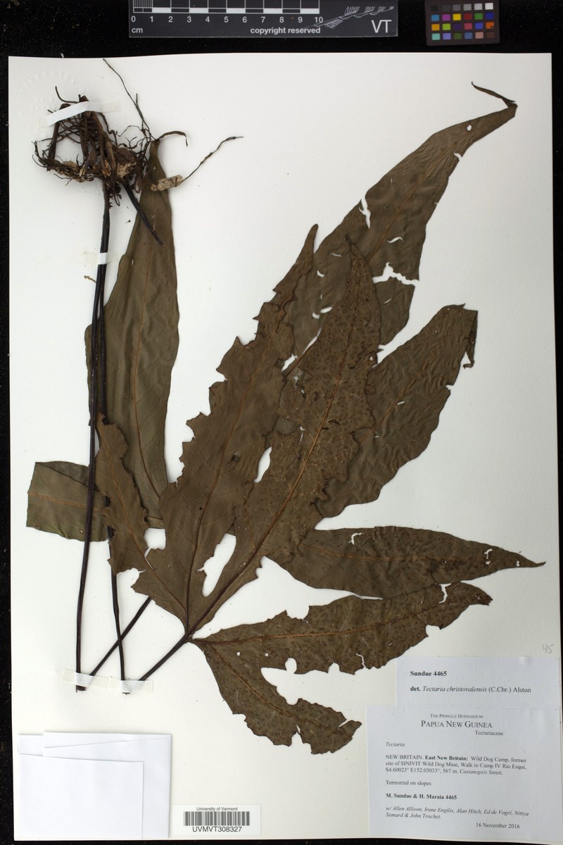 Tectaria christovalensis photo 3
