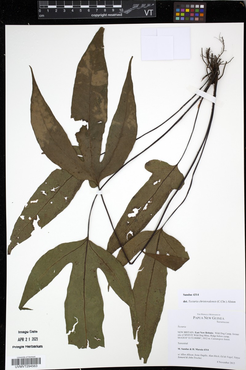 Tectaria christovalensis photo 4
