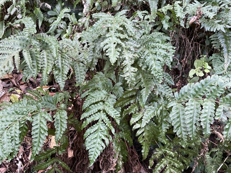 Button Fern photo 2