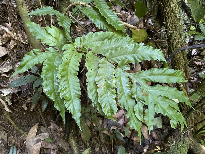 Button Fern photo 3