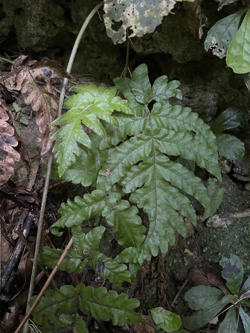 Button Fern photo 4