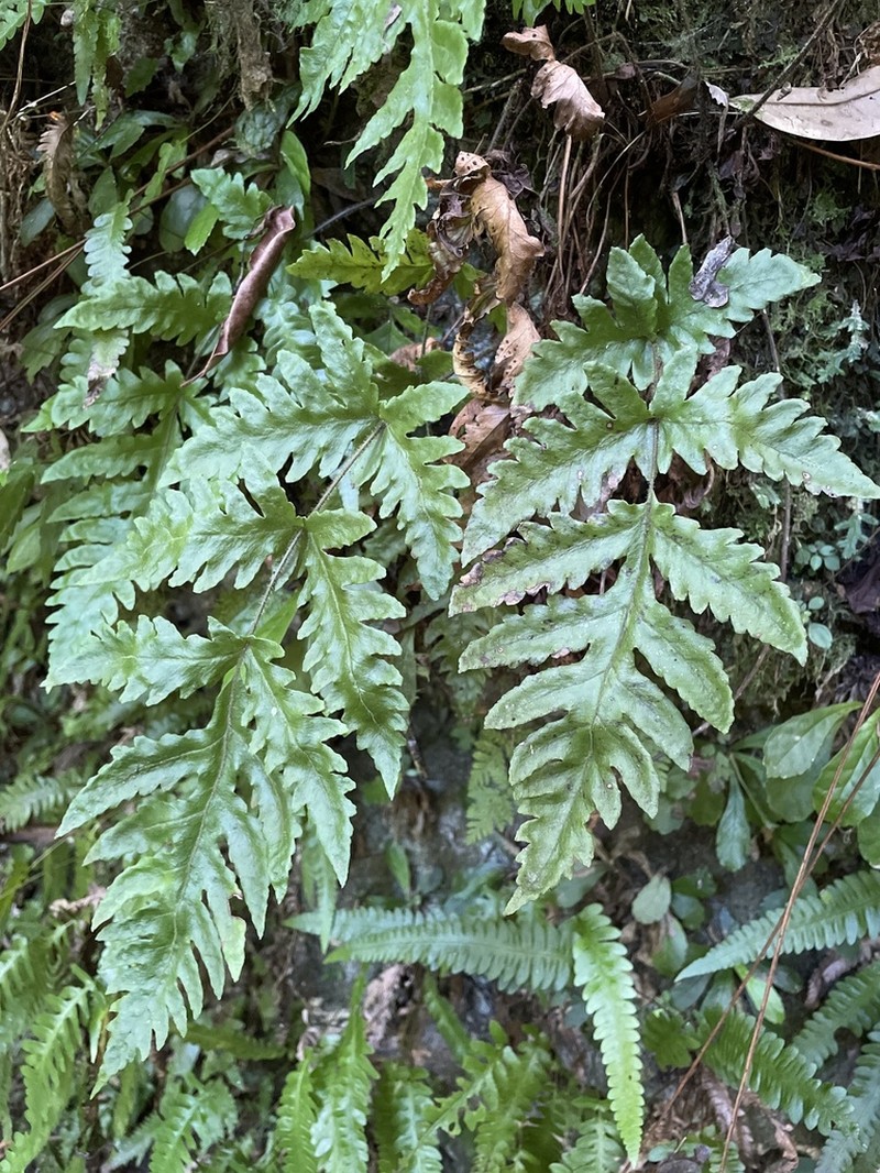 Button Fern photo 5