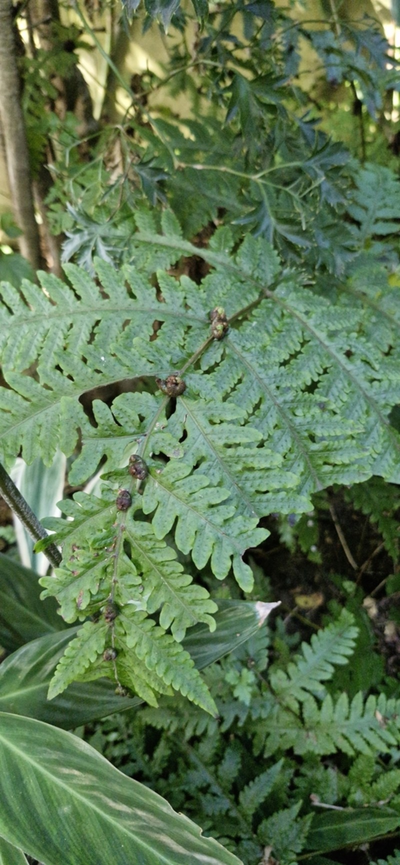Button Fern photo 6