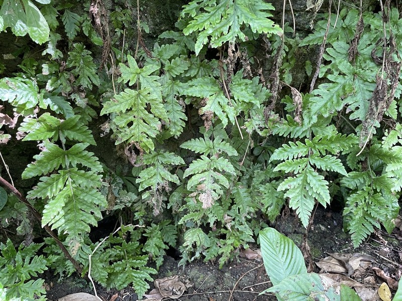 Button Fern photo 7