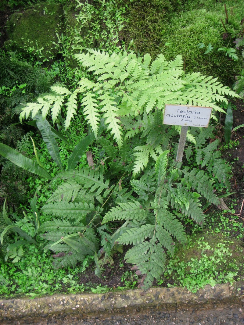 Button Fern