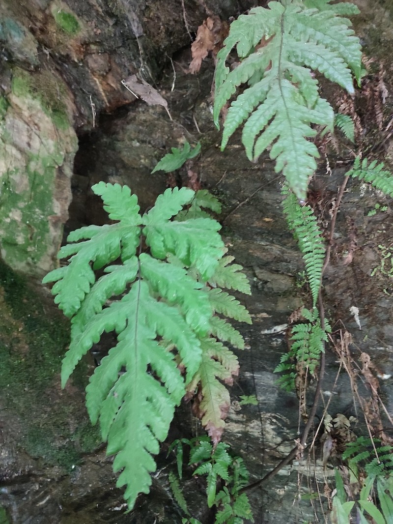Tectaria coadunata photo 2