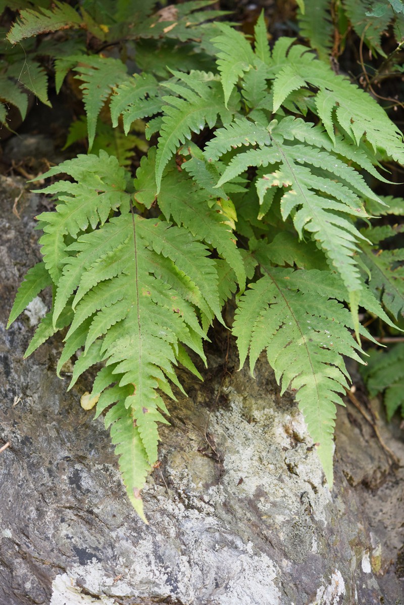 Tectaria coadunata photo 3