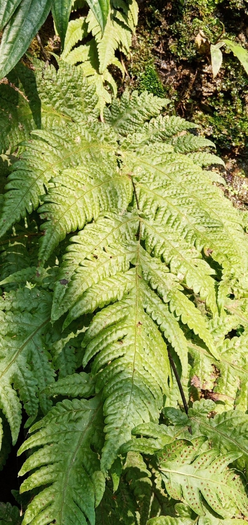 Tectaria coadunata photo 4