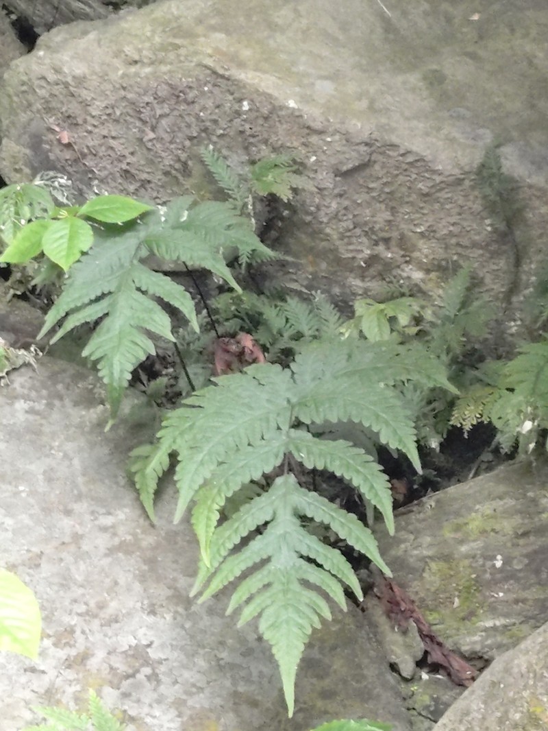 Tectaria coadunata photo 5