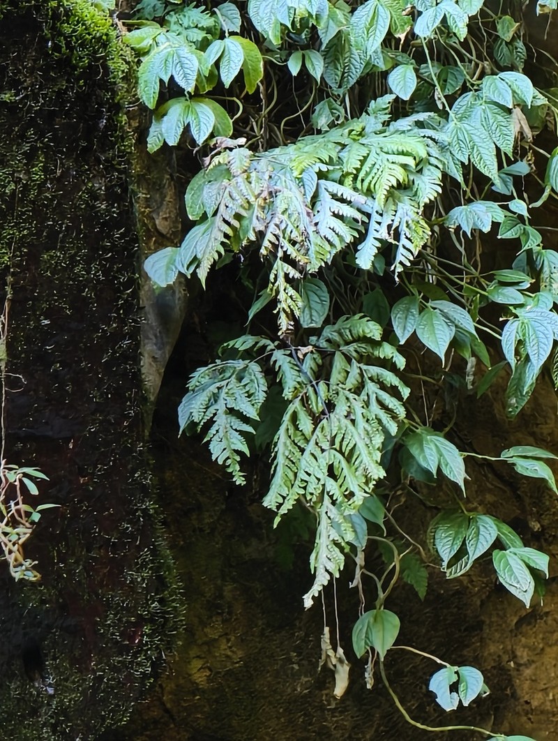 Tectaria coadunata photo 6