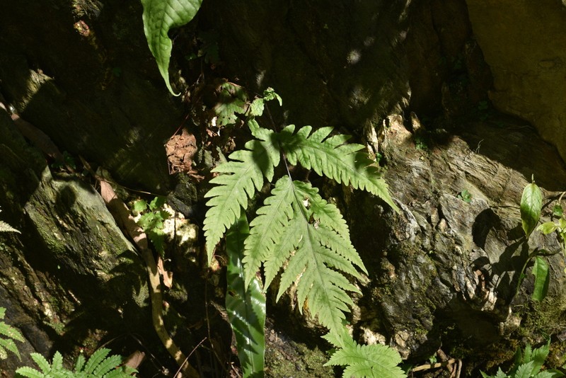 Tectaria coadunata photo 7