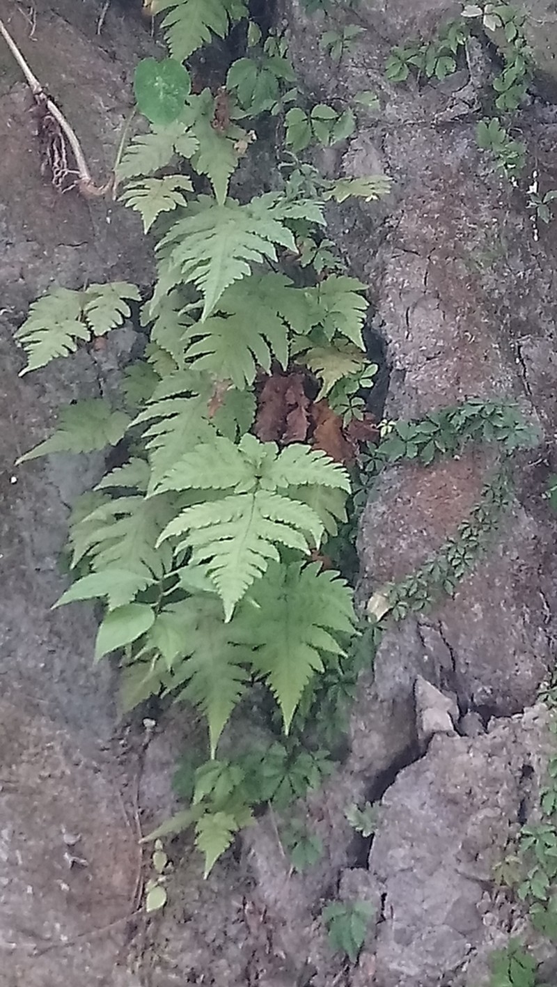 Tectaria coadunata photo 8
