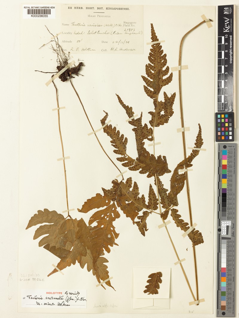 Tectaria coadunata var. minor