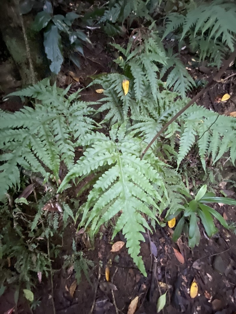 Tectaria confluens