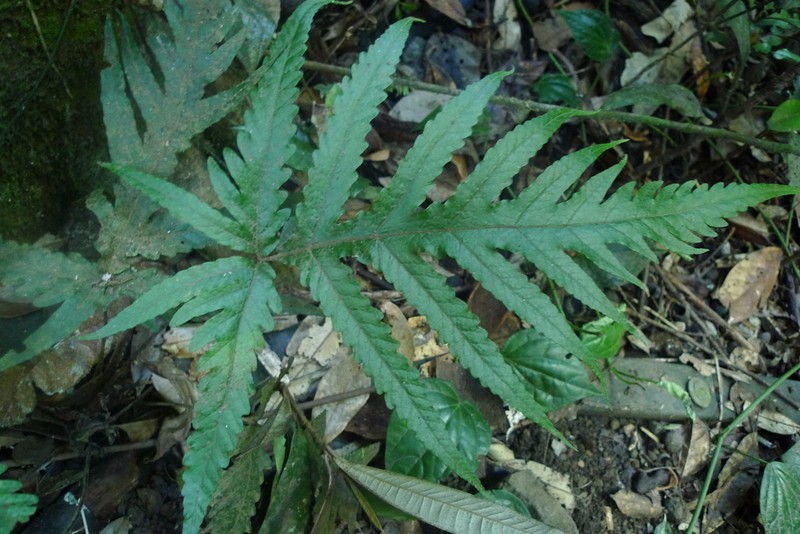 Tectaria confluens photo 2