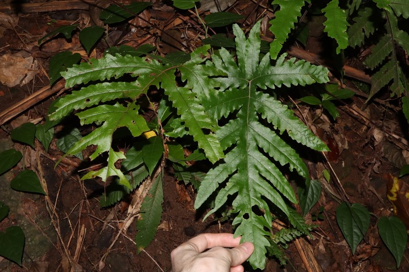 Tectaria confluens photo 6