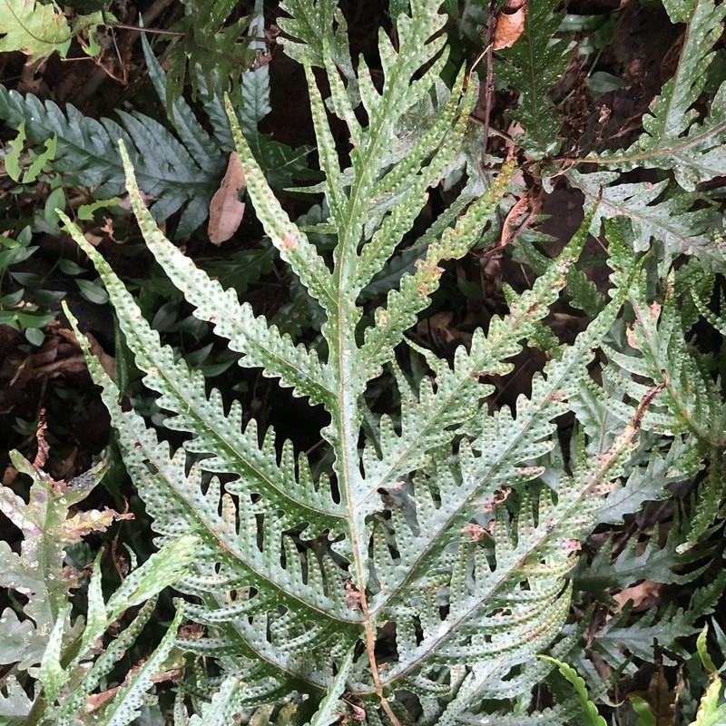 Tectaria confluens photo 8