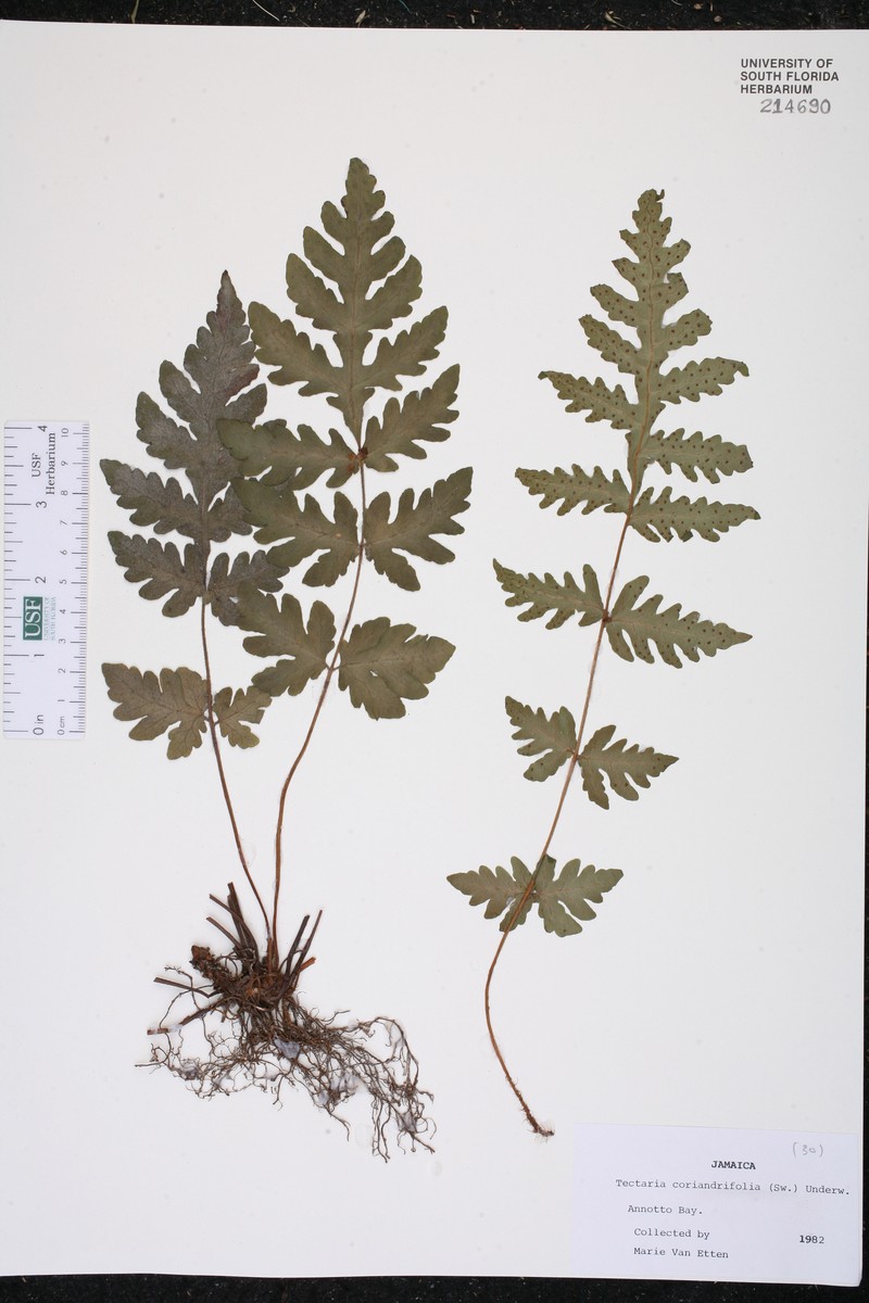 Hattie Bauer's Halberd Fern