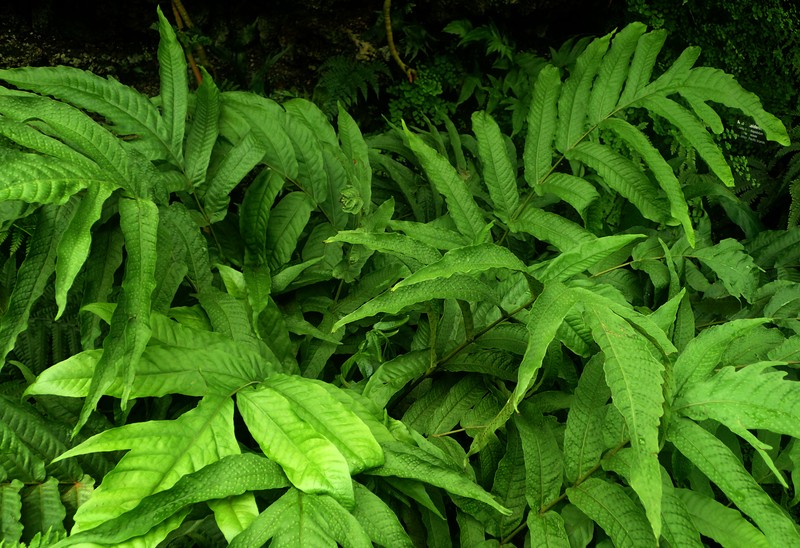 Tectaria crenata photo 3
