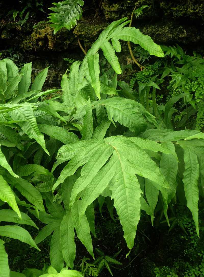 Tectaria crenata photo 4