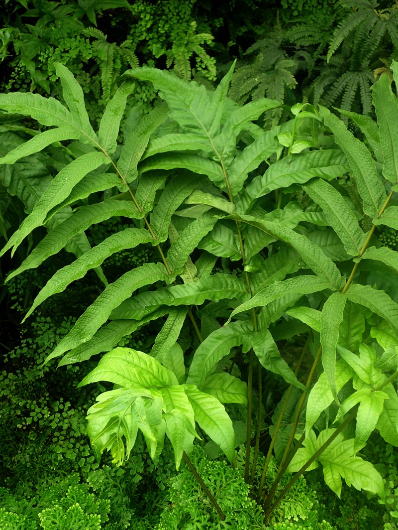 Tectaria crenata photo 5